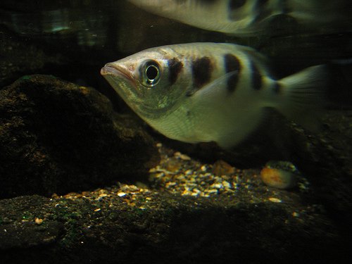 archerfish