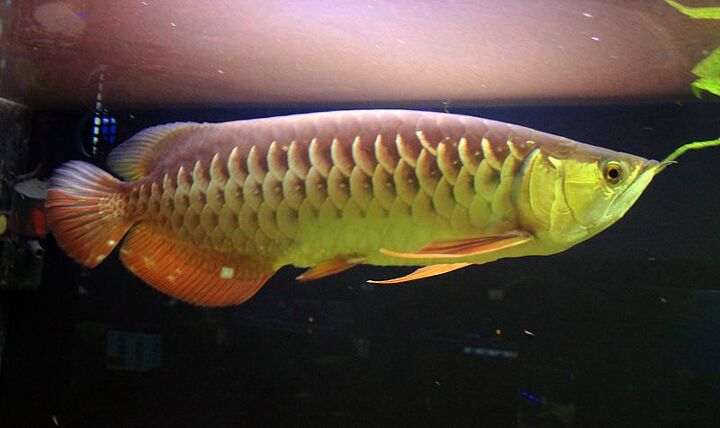 arowana