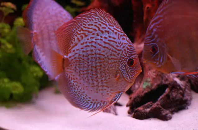 discus