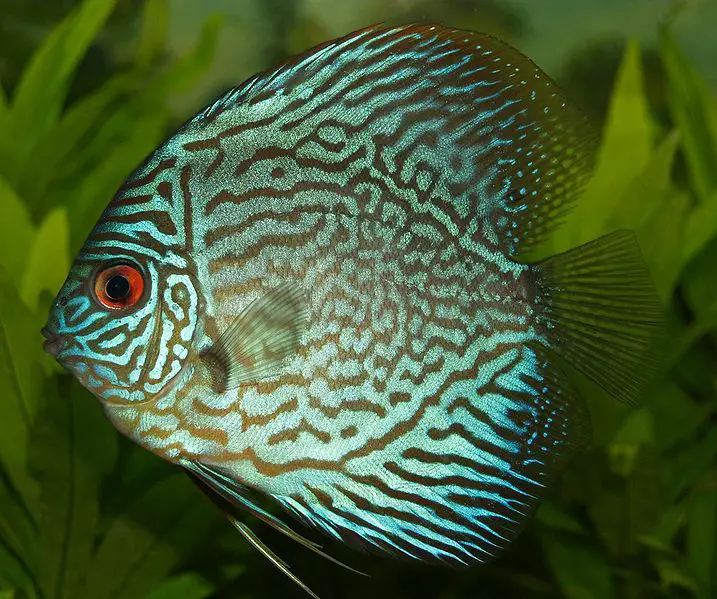 discus