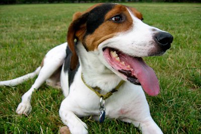 treeing walker coonhound