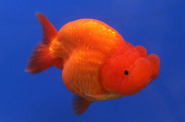 goldfish