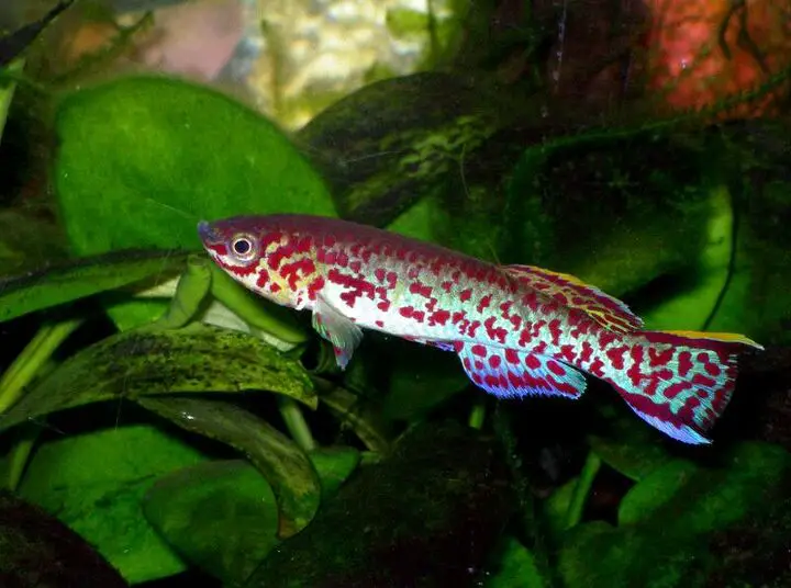 killifish