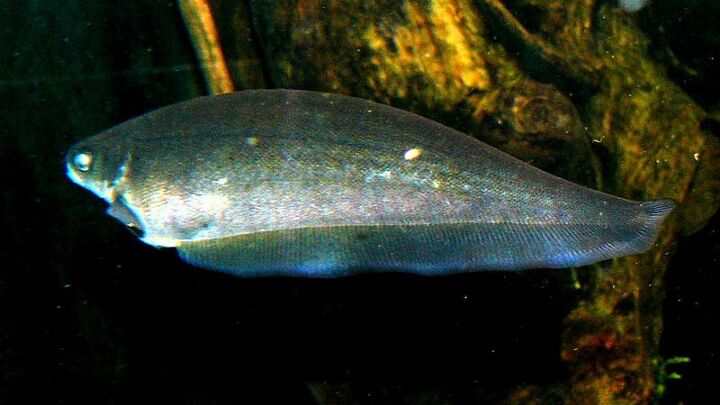 knifefish