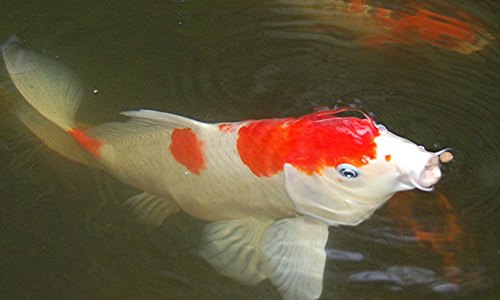 koi