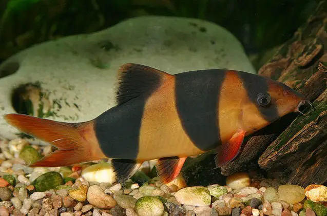 loaches