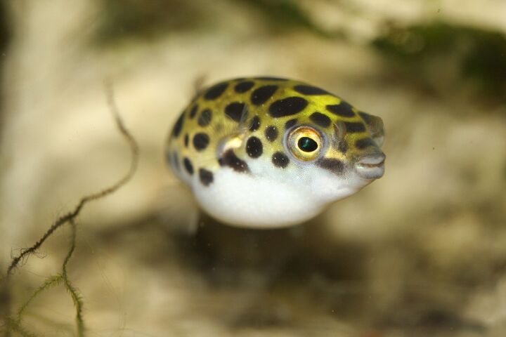 puffer fish