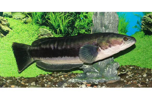 snakeheads