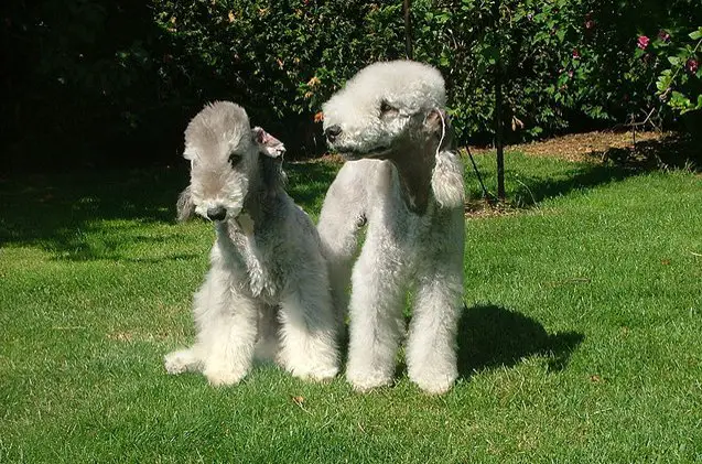 bedlington terrier