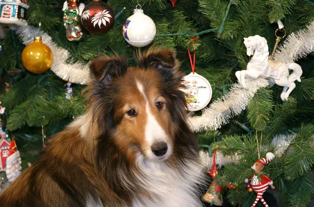 safely decking the halls for your dog this holiday season