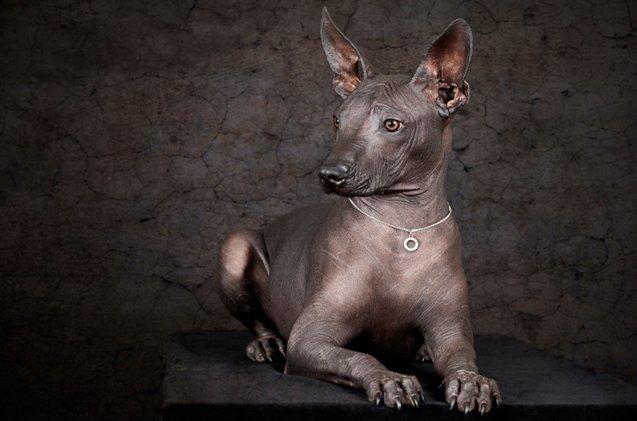 xoloitzcuintli