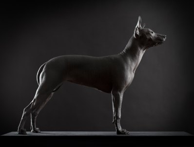 xoloitzcuintli