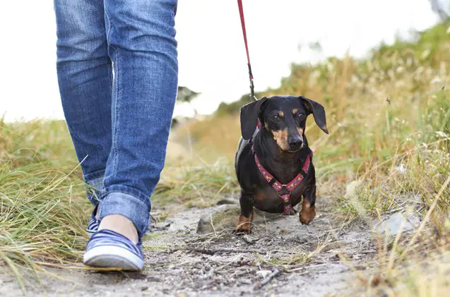 5 important tips for hiring a dog sitter