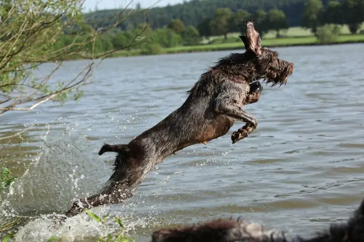 spinone italiano