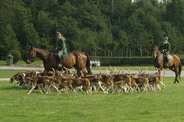 english foxhound