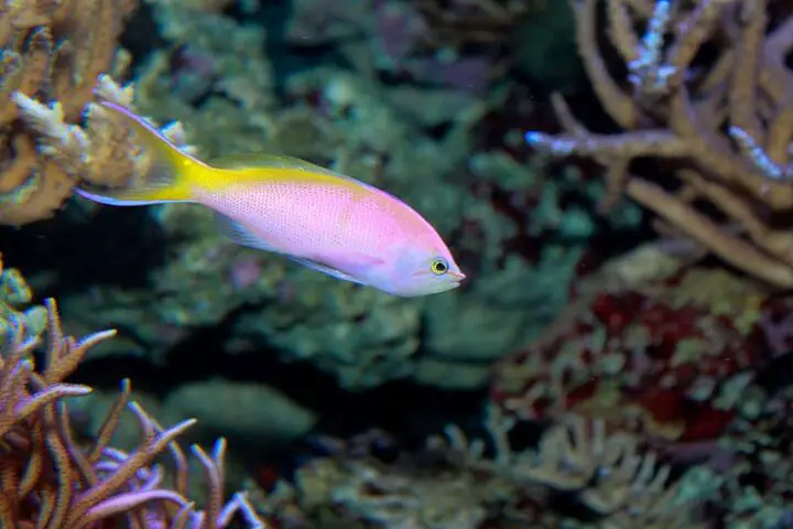 anthias