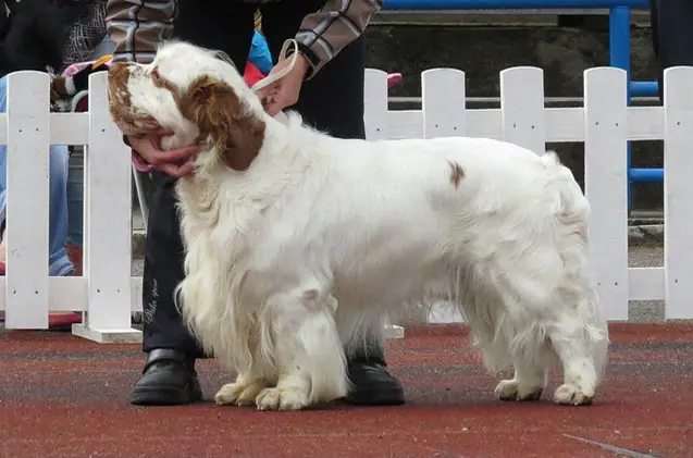 clumber spaniel