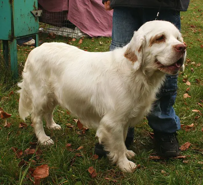 clumber spaniel