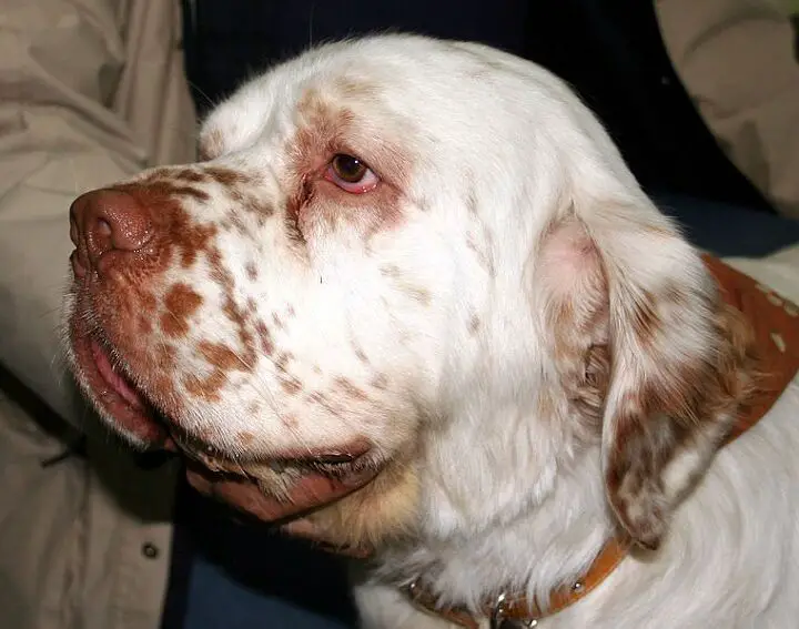 clumber spaniel