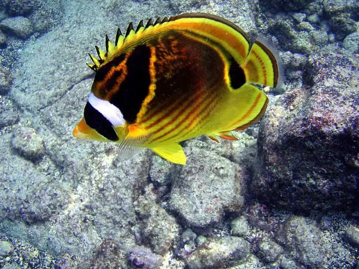 butterflyfish