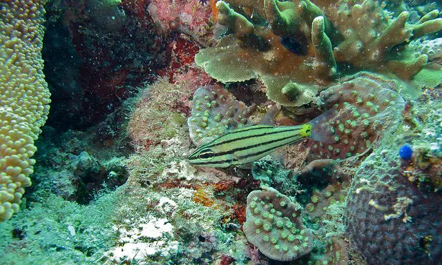 cardinalfish