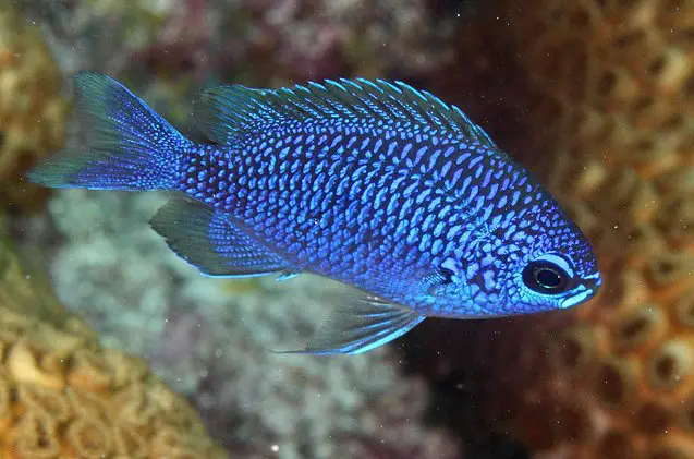 chromis