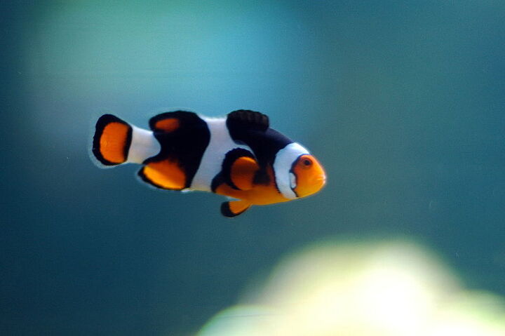 clownfish