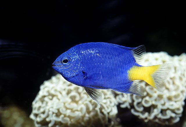 damselfish