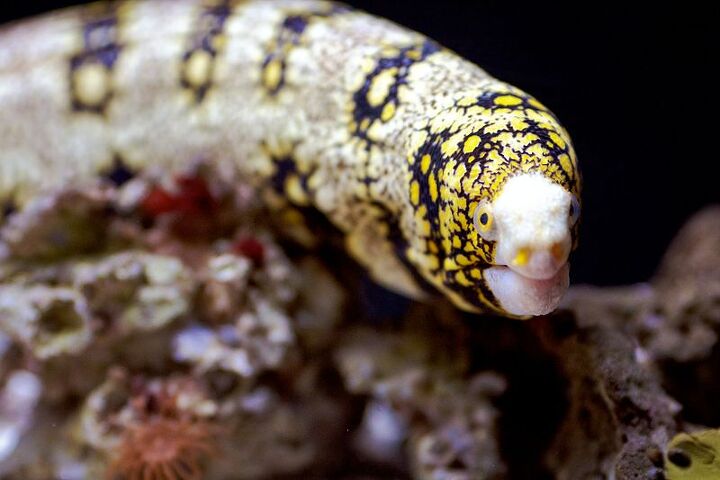 saltwater eels