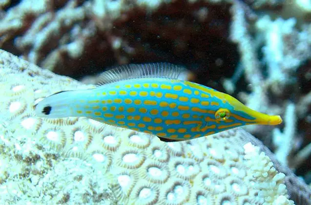 filefish