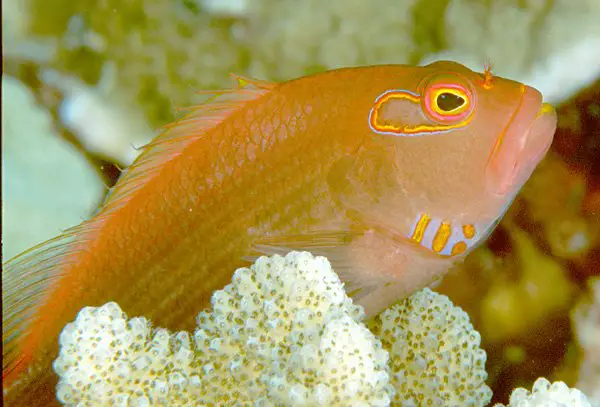 hawkfish