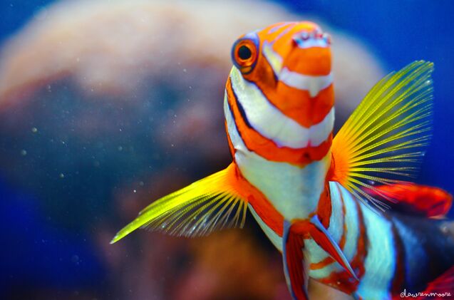 harlequin tuskfish