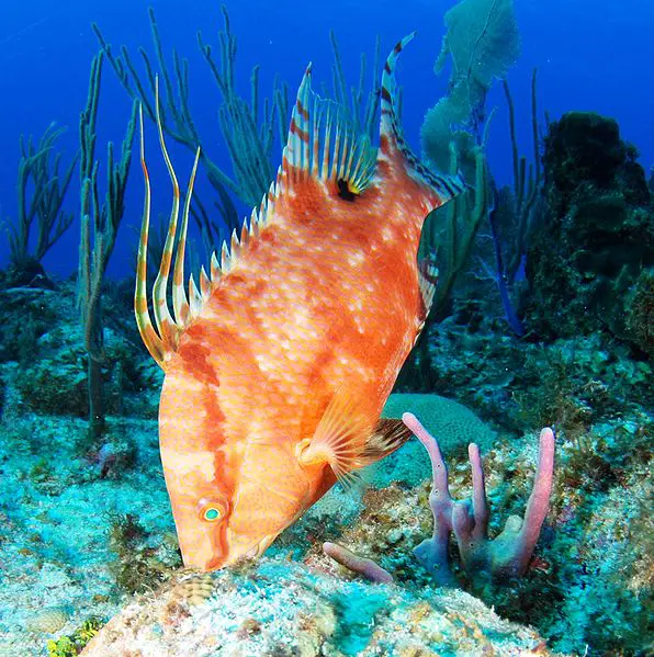 hogfish