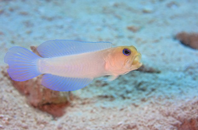 jawfish