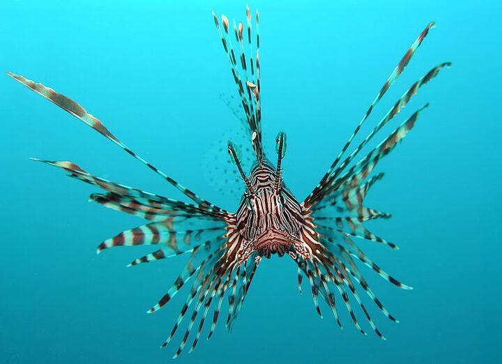 lionfish