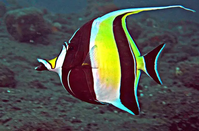 moorish idol