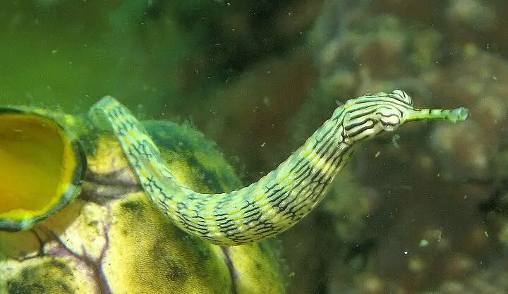 pipefish