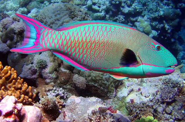 parrotfish