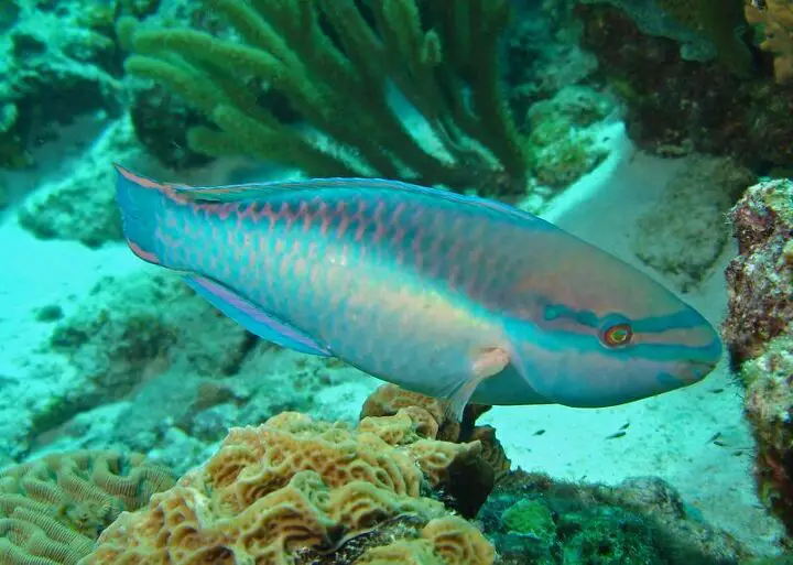 parrotfish