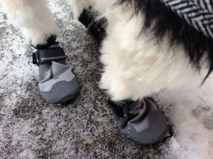 product review ruffwear summit trex dog boots