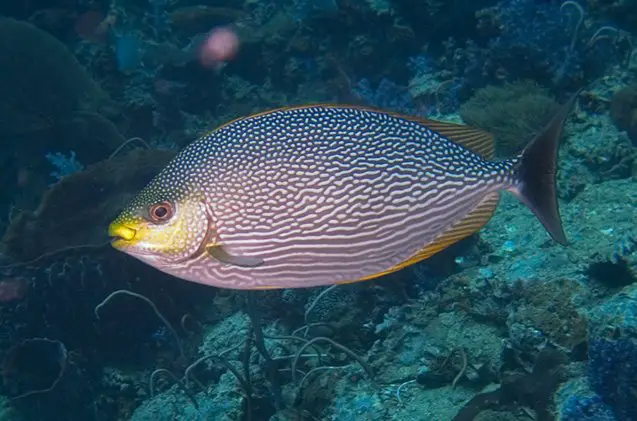 rabbitfish