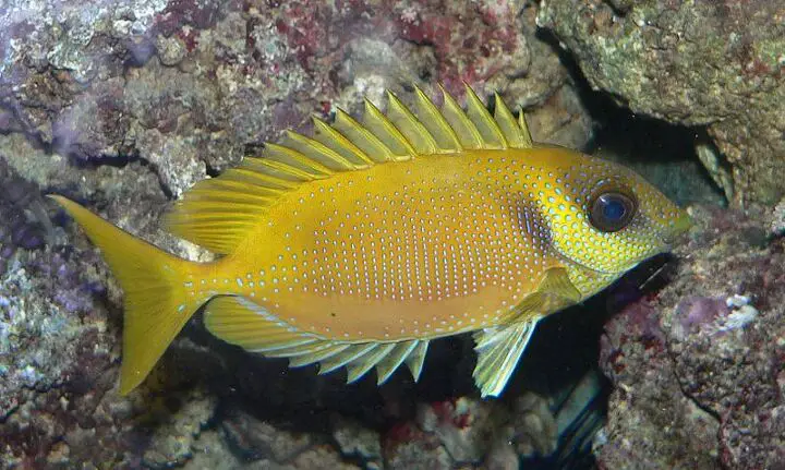 rabbitfish