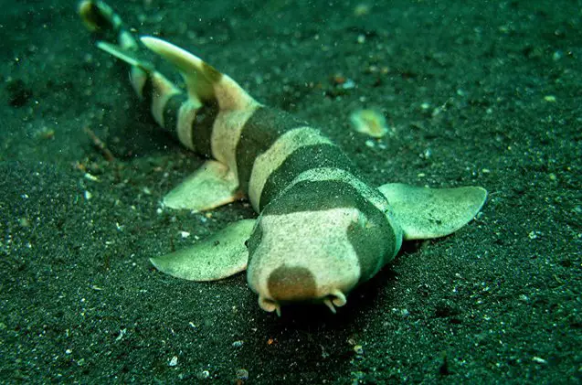 saltwater sharks