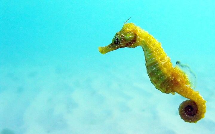 seahorses