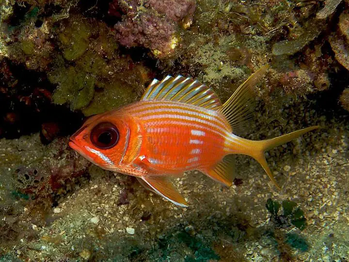 squirrelfish