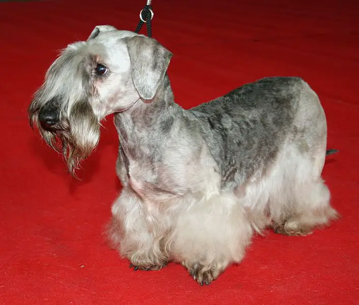 cesky terrier