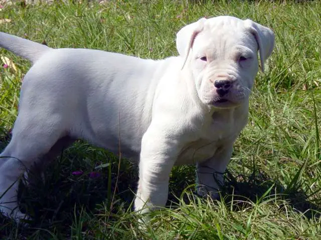 dogo argentino