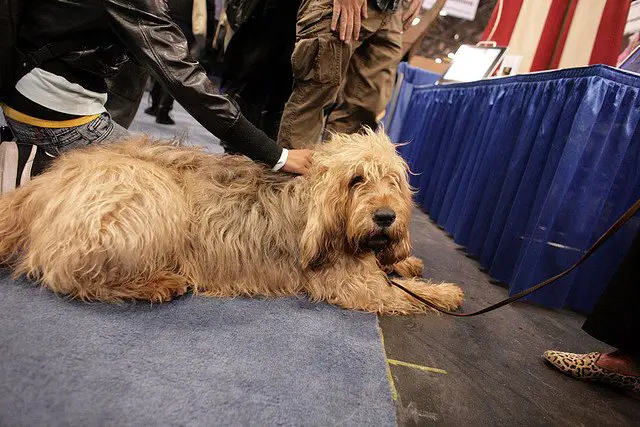 otterhound