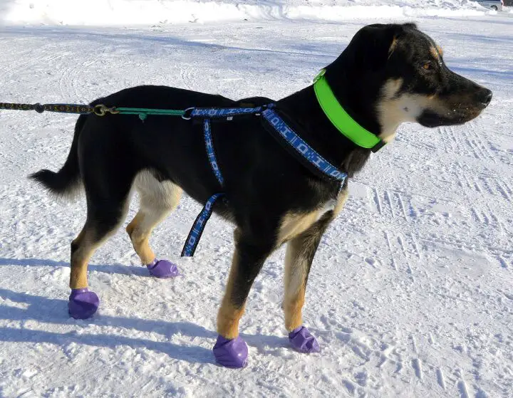 product review pawz dog boots