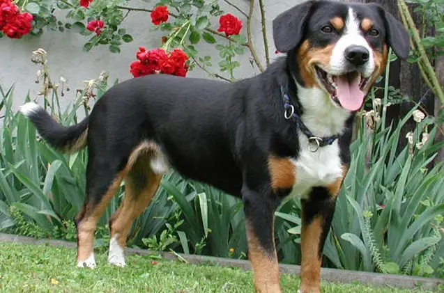 entlebucher mountain dog